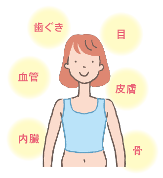 コラーゲンは、さまざまな組織に存在