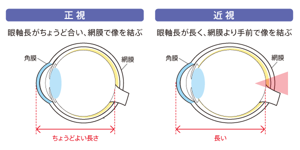 正視・近視の仕組み