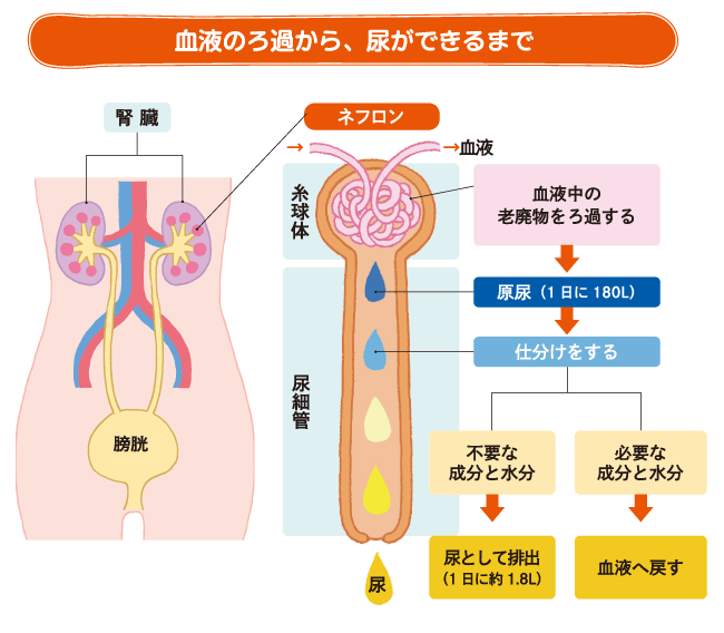 血液のろ過から、尿ができるまで