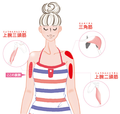 三角筋・上腕二頭筋・上腕三頭筋の場所