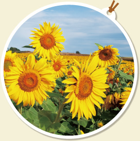 ビタミンカラーを連想させる花