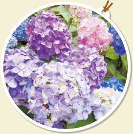 ブルー系を連想させる花