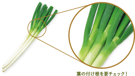 葉の付け根を要チェック！