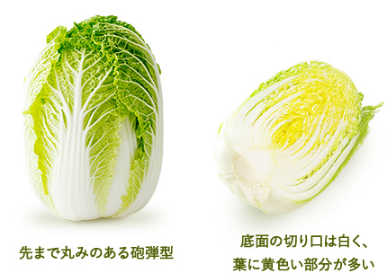 先まで丸みのある砲弾型 底面の切り口は白く、葉に黄色い部分が多い