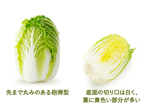 先まで丸みのある砲弾型 底面の切り口は白く、葉に黄色い部分が多