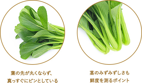 葉の先が丸くならず、真っすぐにピンとしている 茎のみずみずしさも鮮度を測るポイント