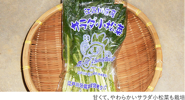 甘くて、やわらかいサラダ小松菜も栽培