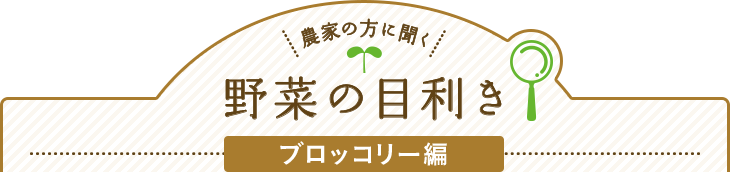 農家の方に聞く 野菜の目利き ブロッコリー編