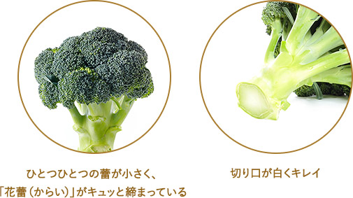 ひとつひとつの蕾が小さく、「花蕾（からい）」がキュッと締まっている 切り口が白くキレイ