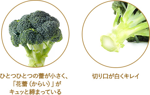 ひとつひとつの蕾が小さく、「花蕾（からい）」がキュッと締まっている 切り口が白くキレ