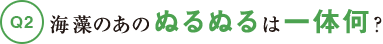 海藻のあのぬるぬるは一体何？