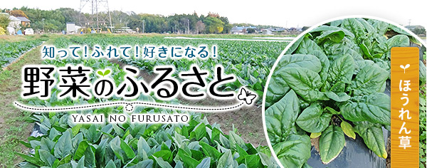知って！ふれて！好きになる！野菜のふるさと