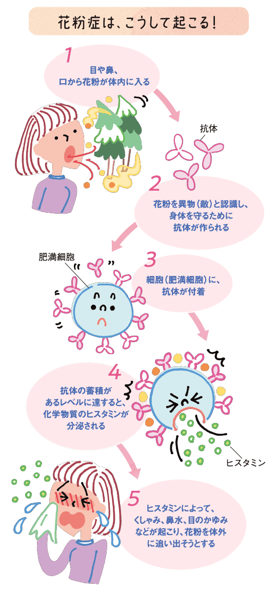 花粉症は、こうして起こる！