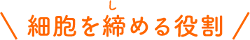 細胞を締める役割