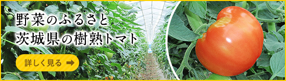 野菜のふるさと 茨城県の樹熟トマト[詳しく見る]