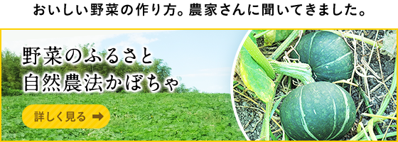 おいしい野菜の作り方。農家さんに聞いてきました。野菜のふるさと/自然農法かぼちゃ 詳しく見る