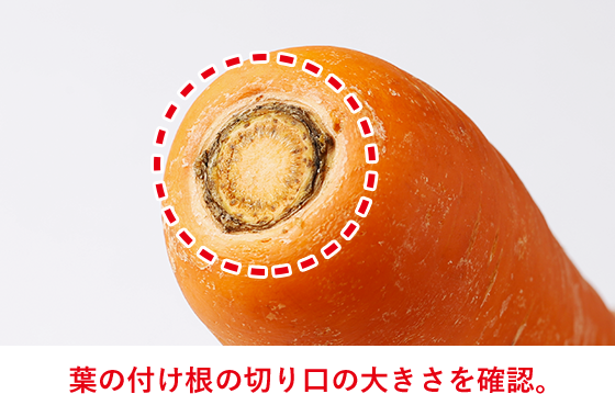 葉の付け根の切り口の大きさを確認。