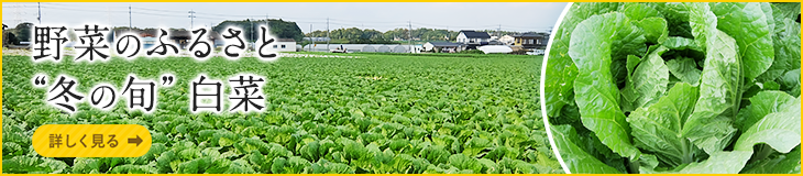 野菜のふるさと “冬の旬” 白菜[詳しく見る]