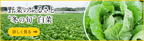 野菜のふるさと “冬の旬” 白菜[詳しく見る]