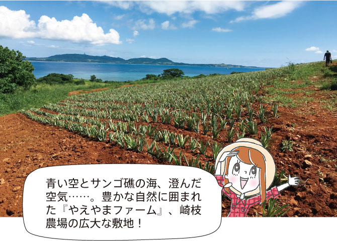 やえやまファームの広大な敷地