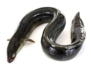 鰻（うなぎ）