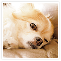 スマイルアルバム