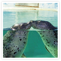 スマイルアルバム