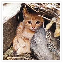 スマイルアルバム