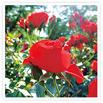 スマイルアルバム