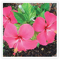 スマイルアルバム