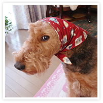 スマイルアルバム