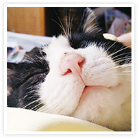 スマイルアルバム