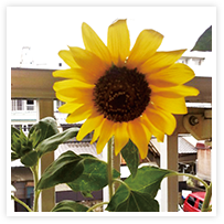 スマイルアルバム