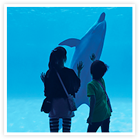 スマイルアルバム