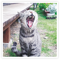 スマイルアルバム