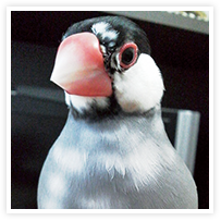 スマイルアルバム