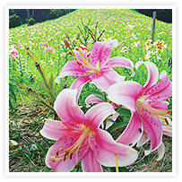 スマイルアルバム