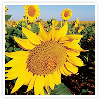 スマイルアルバム