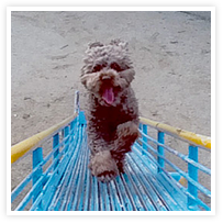 スマイルアルバム