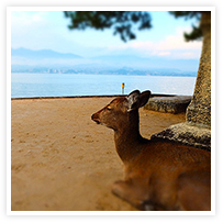 スマイルアルバム