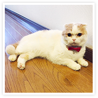 スマイルアルバム