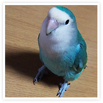 スマイルアルバム