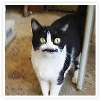 スマイルアルバム