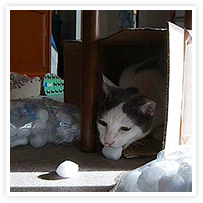 スマイルアルバム