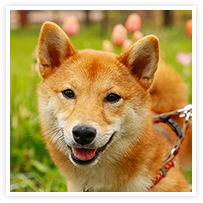 スマイルアルバム