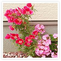 スマイルアルバム