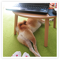 スマイルアルバム