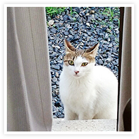 スマイルアルバム