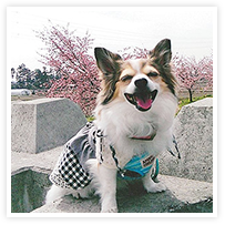 スマイルアルバム