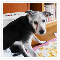 スマイルアルバム